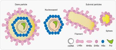 The progress of molecules and strategies for the treatment of HBV infection